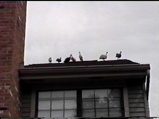 birds onroof2.JPG (17594 bytes)